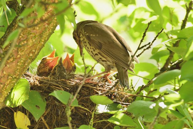 Thrush and nestlings in nest - image gratuit #337579 
