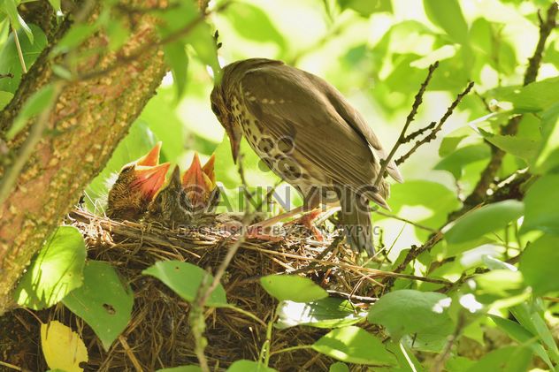 Thrush and nestlings in nest - image gratuit #337579 