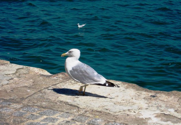 Seagull on pier at sea - Free image #337809