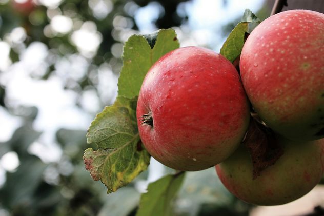 Apples ripening on branch - image gratuit #337879 