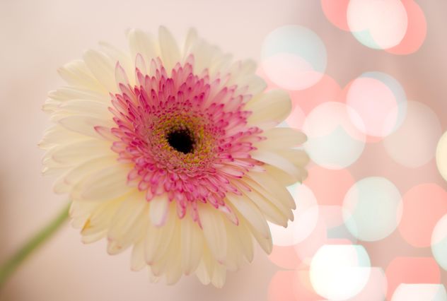 White gerbera flower - image gratuit #337939 