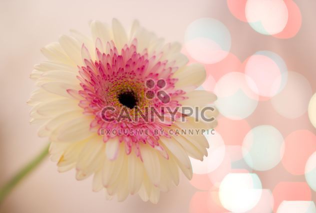 White gerbera flower - бесплатный image #337939
