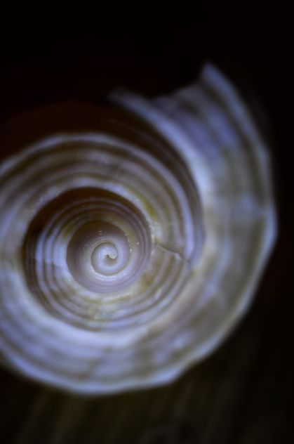 Closeup of beautiful seashell - image gratuit #338279 