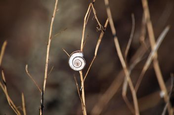 Snail on dry herb - image #338319 gratis