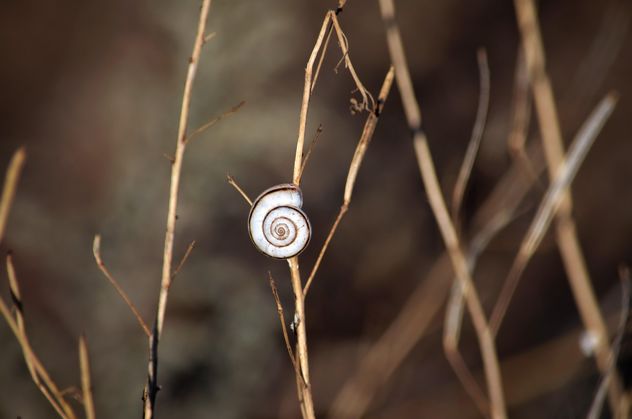 Snail on dry herb - image gratuit #338319 