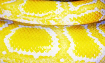 Tiger Albino python - Free image #338329