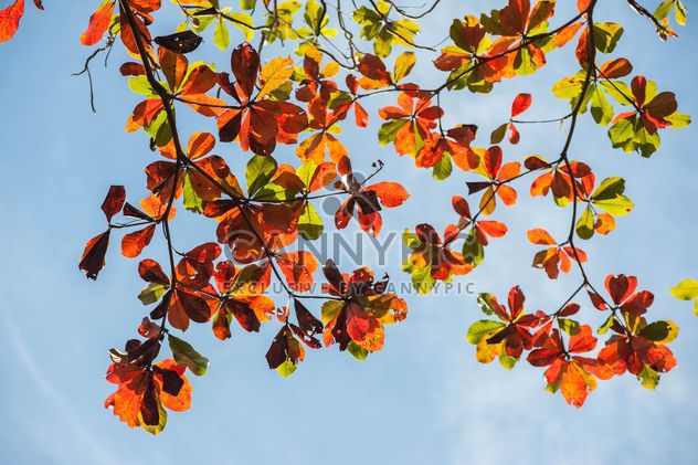 Colorful leaves on tree branches - image #338609 gratis