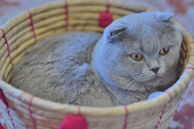 Grey cat in basket - Free image #339199