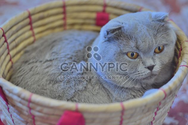 Grey cat in basket - image #339199 gratis