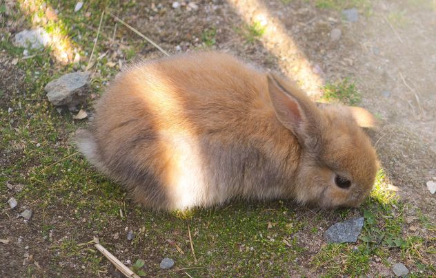 Cute bunny on ground - Free image #341289