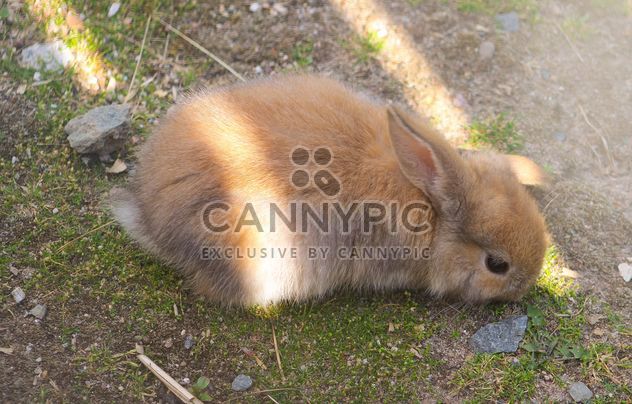 Cute bunny on ground - image #341289 gratis