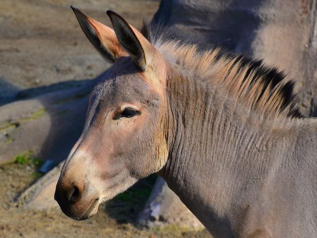 Portrait of brown donkey - image gratuit #341319 