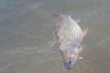 A fish in net - Free image #343579