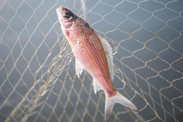 A fish in net - Free image #343589