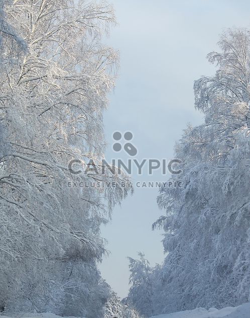 Winter landscape, Priozersk district, Russia - Kostenloses image #343629