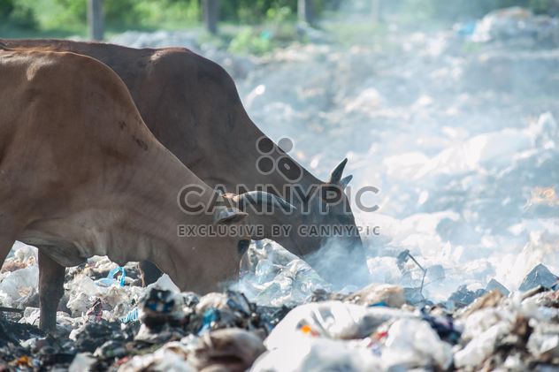 cows on landfill - image gratuit #343839 