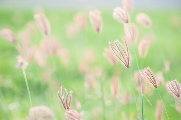 Close-up of spikelets on green background - image gratuit #343849 