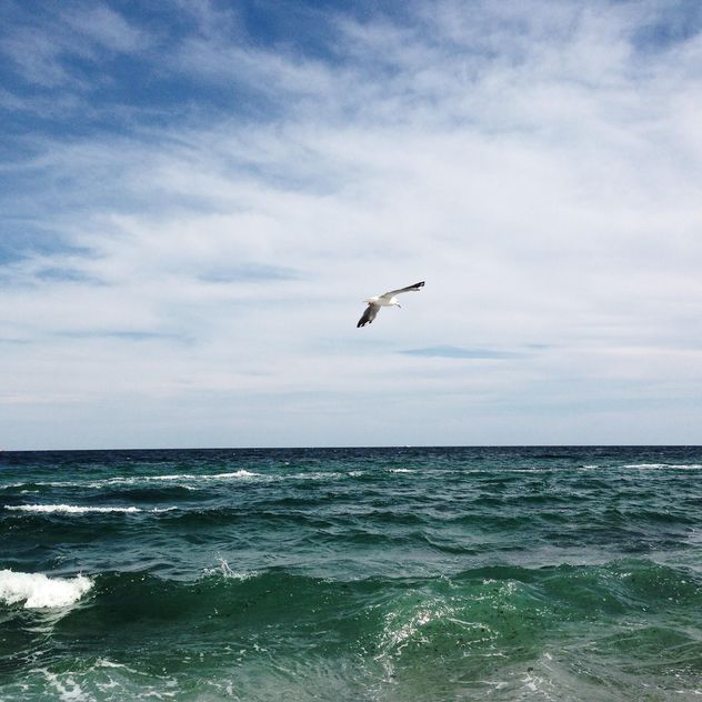 Seagull flying over the sea - image #343999 gratis