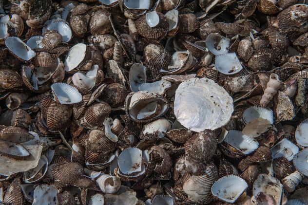 Sea shell texture - image #344109 gratis