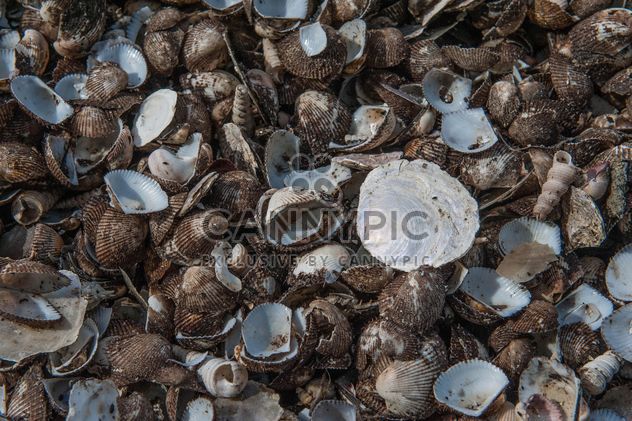 Sea shell texture - Free image #344109