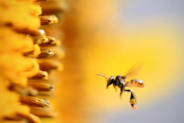 Closeup of bee flying near sunflower - бесплатный image #345019