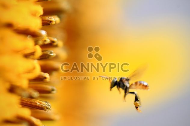 Closeup of bee flying near sunflower - image gratuit #345019 