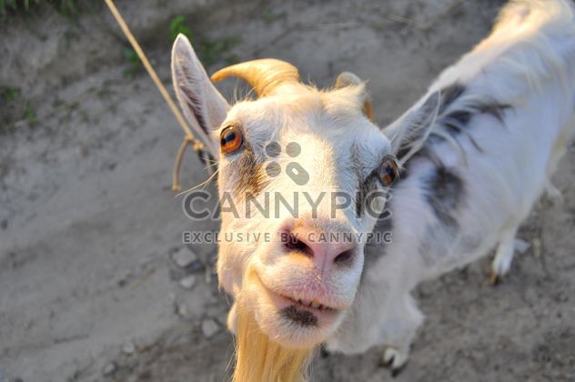 Closeup portrait of goat looking at camera - image #345889 gratis