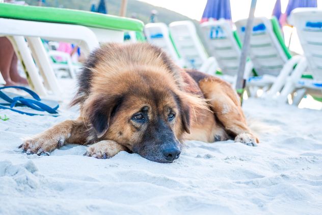 Alone dog lying on sandy beach - бесплатный image #346189