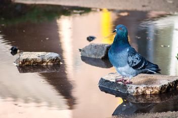 Grey pigeon on stone in pond - image gratuit #346899 