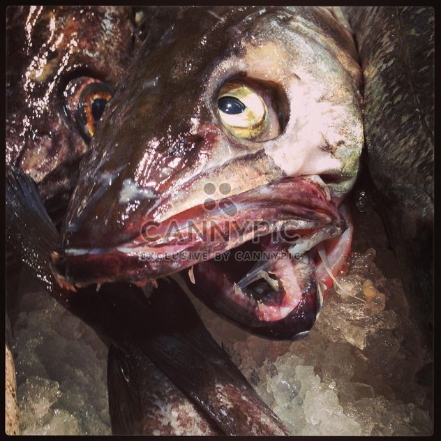 Closeup portrait of terrible fish - бесплатный image #347719