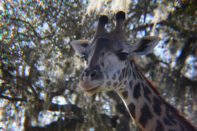 Giraffe Close-up - image gratuit #347869 