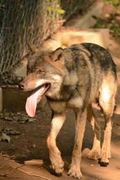 Grey wolf (Canis lupus) in zoo - image gratuit #348379 
