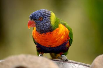 Tropical rainbow lorikeet parrot - бесплатный image #348459