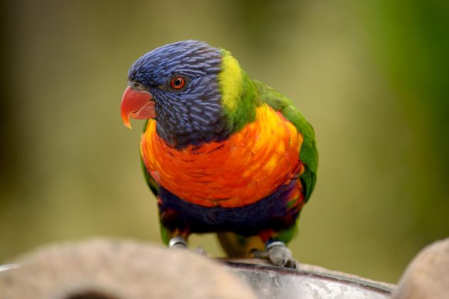 Tropical rainbow lorikeet parrot - image #348459 gratis