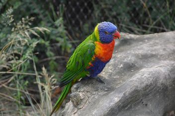 Tropical rainbow lorikeet parrot - бесплатный image #348469