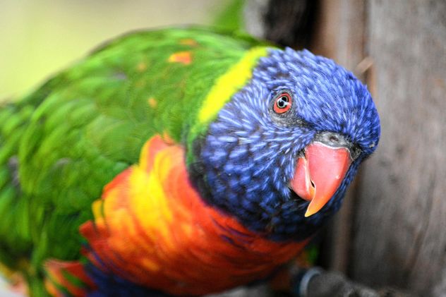 Tropical rainbow lorikeet parrot - Free image #348479