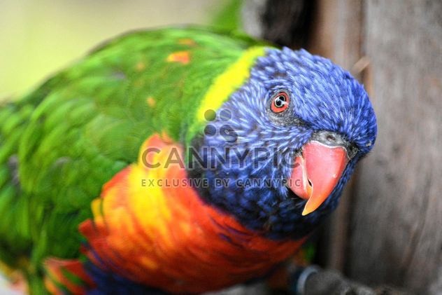 Tropical rainbow lorikeet parrot - бесплатный image #348479