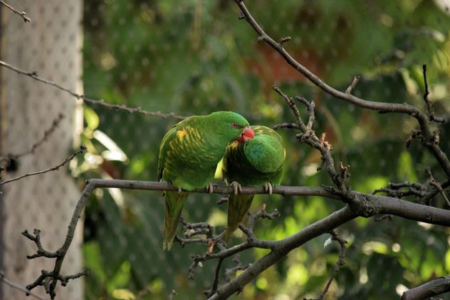 Pair of green lorikeet parrots on branch - image #348519 gratis