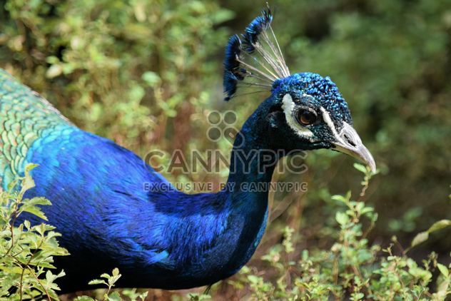 Portrait of beautiful peacock in park - бесплатный image #348589