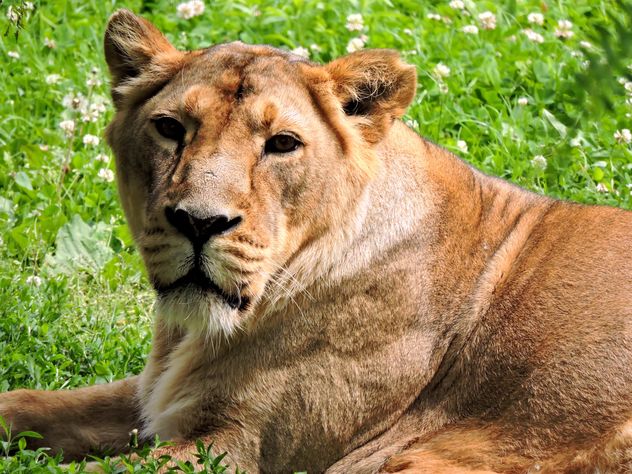 Portrait of lioness resting on green grass - Free image #348619