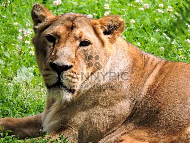 Portrait of lioness resting on green grass - Free image #348619