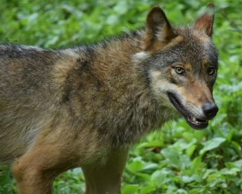 Grey wolf on green leaves background - image gratuit #348629 