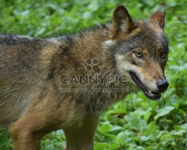 Grey wolf on green leaves background - Free image #348629