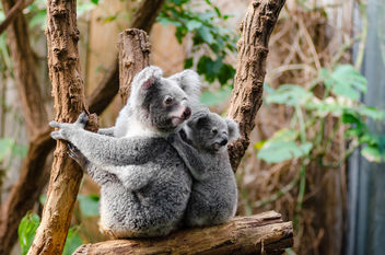 Koala Family - Kostenloses image #348909