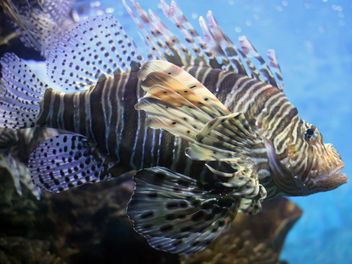 Lionfish zebrafish underwater - Free image #350209