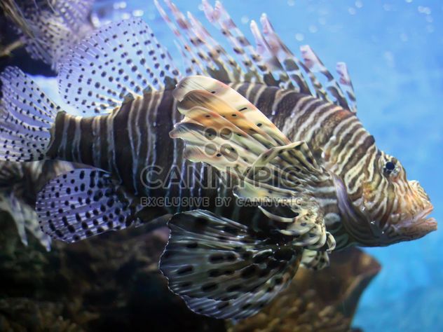 Lionfish zebrafish underwater - image #350209 gratis