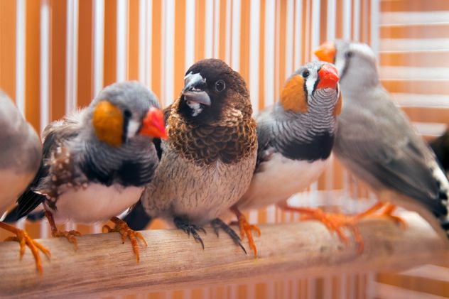 Sparrow and zebra finches - Kostenloses image #350239