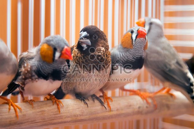 Sparrow and zebra finches - Free image #350239