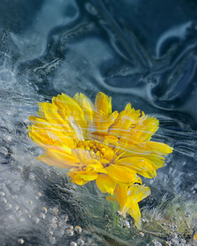 frozen marigold - Kostenloses image #350829