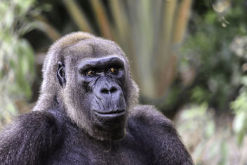 Lowland Gorilla - image gratuit #351139 
